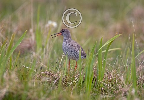 Redshank on the Ground DM1091